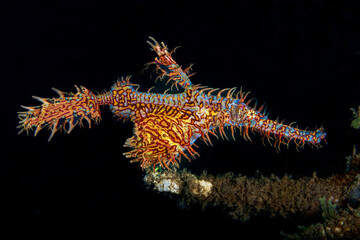 Ornate ghost pipefish or harlequin ghost pipefish, Solenostomus paradoxus