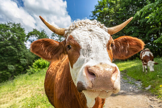 Portrait of a brown german simmental breed cow looking curiously into the camera on a pasture in summer outdoors