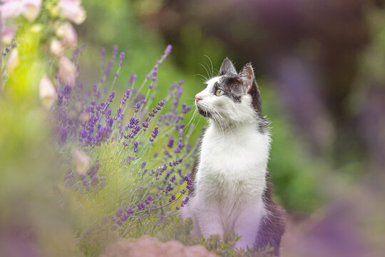Portrait of a black and white tabby cat sitting in a garden between lavender flowers