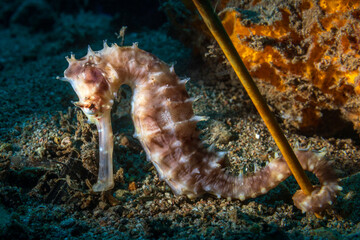 Hippocampus kuda, also known as the common seahorse, estuary seahorse, yellow seahorse or spotted seahorse. The common name sea pony has been used for this species under its synonym Hippocampus fuscus