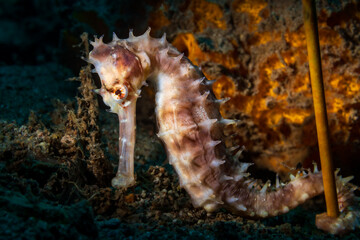 Hippocampus kuda, also known as the common seahorse, estuary seahorse, yellow seahorse or spotted...