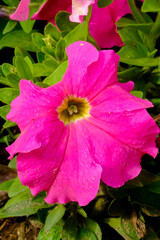 Macro photo beautiful pink Alcea flower  in Thailand