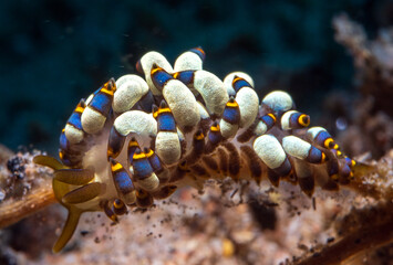 Nudibranch sea slug on the coral reef of macro paradise Lembeh on the tropical island of Sulawesi in Indonesia