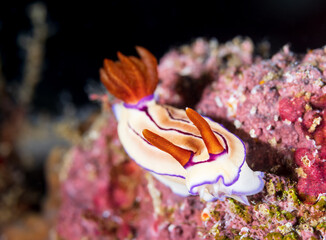 Nudibranch sea slug on the coral reef of macro photography paradise Lembeh in Northern Sulawesi in Indonesia.