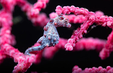 Hippocampus bargibanti, also known as Bargibant's seahorse or the pygmy seahorse, is a seahorse of the family Syngnathidae © Kim