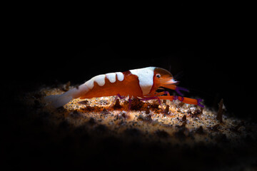 Periclimenes imperator, known as the emperor shrimp on a sea cucumber while scuba diving in Anilao, Philippines