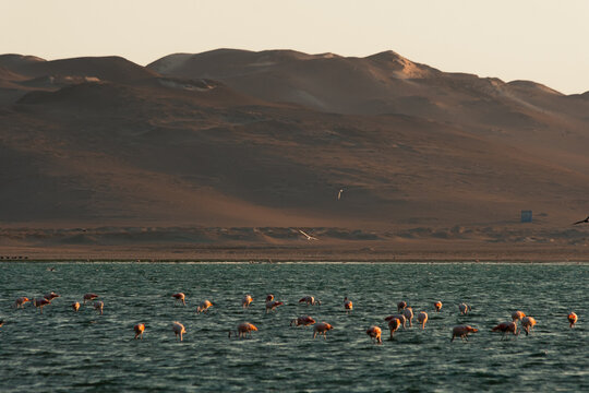 flock of flamingos 