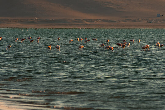flock of flamingos 