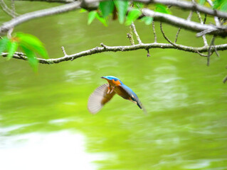 可愛いカワセミ