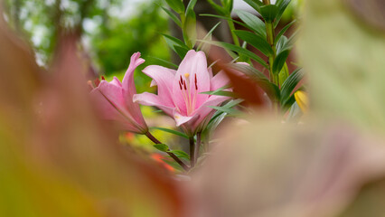 ユリがかくれんぼしてる