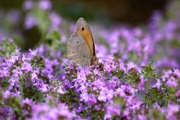 Schmetterling auf lila Blume - 510158321
