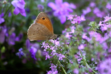 Schmetterling auf lila Blume - 510158325