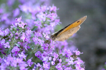 Schmetterling auf Blume - 510158336