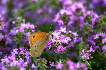 Schmetterling auf Blume - 510158368