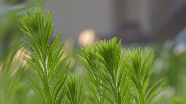 雑草も季節によっては清涼感を与えてくれます
