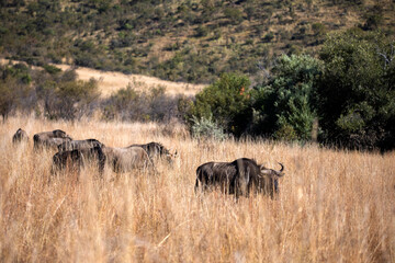 Fototapeta na wymiar A group of wildebeest grazing and eating grass in the African savannah of South Africa's Pilanesberg National Park.
