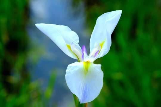 菖蒲 Images Browse 12 367 Stock Photos Vectors And Video Adobe Stock