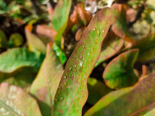 rain drops on a leaf