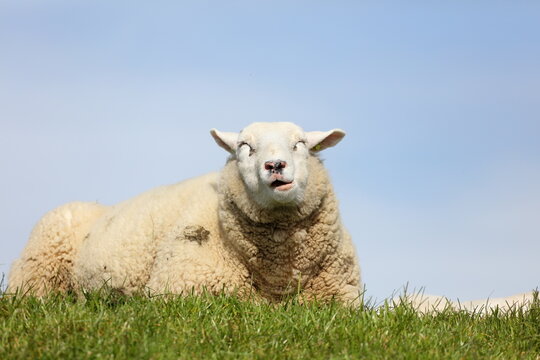 Content sheep resting