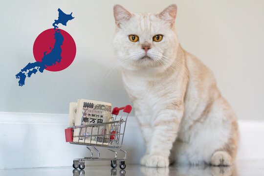 Scottish fold cat with shopping cart of 10000 JYP