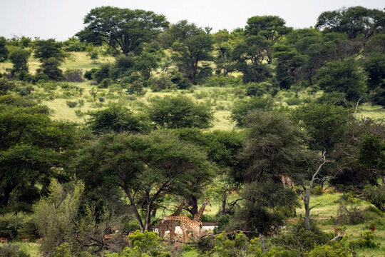 Fototapeta Giraffe graze during a safari in Kruger National Park
