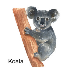 Australian animal watercolor illustration isolated on white background. Cute hand drawn koala on tree. Australia Day
