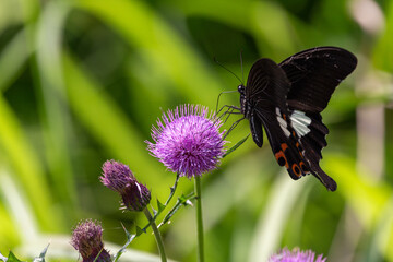 ちょうちょうのデザート
