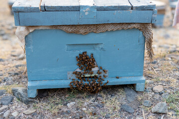 Plenty of bees at the entrance of a beehive in apiary