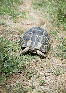 wild tortoise