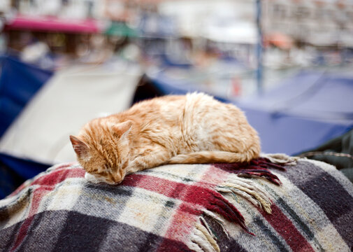 stray cat
