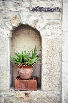 aloe vera
