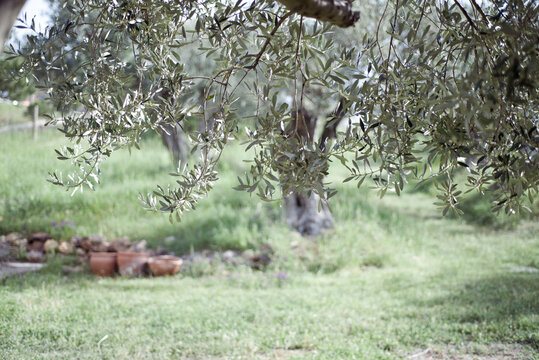 olive garden