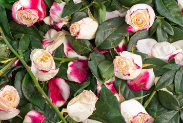 withered roses, rose petals, rose leaves and branches, natural background, texture, selective focus