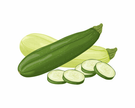 Zucchini. Image of sliced zucchini. Vegetarian vegetable from the garden. Farm vegetables. Vector illustration isolated on a white background