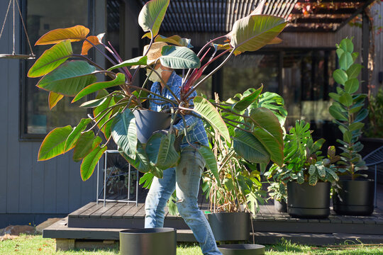 Gardener Carries Large Houseplant To Be Split Into Two Plants