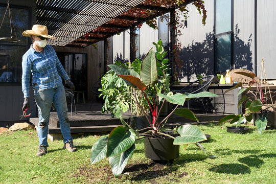 Gardener stands aside and looks at repotted plant