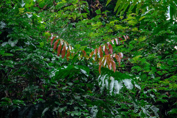 Very fresh green foliage background in mountainous area