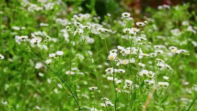 目立たない雑草のようなヒメジョオン（ハルジオン）ですが、群生するのできれいです