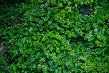 Very fresh green foliage background in mountainous area