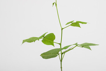 Close up of a bean sprout.