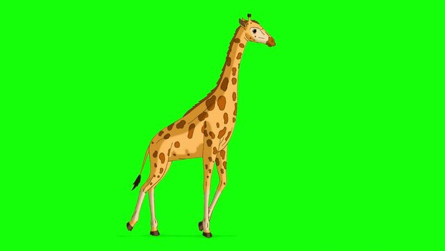 Big giraffe goes and stops chroma key full shot 4K