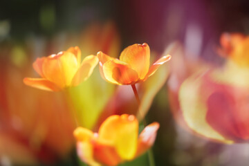 Orange tulips double exposure