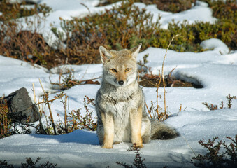 Patagonic fox