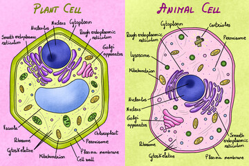 lllustration of the animal and plant cells