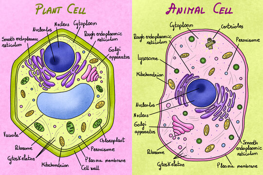 Animal Cell Diagram Images – Browse 32,966 Stock Photos, Vectors, and Video  | Adobe Stock