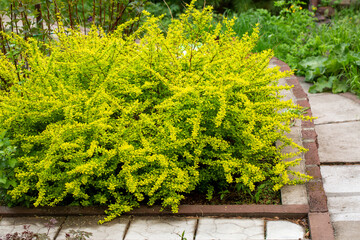 Bright yellow bushes of Aurea barberry in the spring garden. Gardening, landscape design.