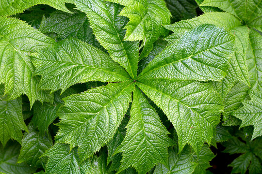Textured green leaves of Rogersia in the spring garden. Gardening, landscape design.