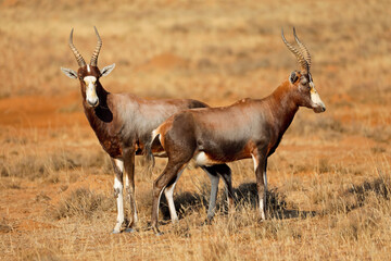 Blesbok antelopes (Damaliscus pygargus) in natural habitat, Mountain Zebra National Park, South Africa.
