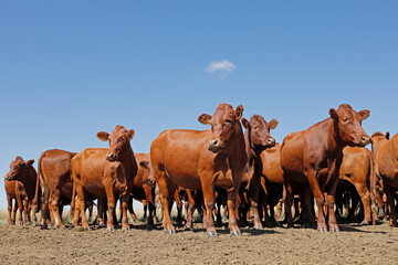 Small herd of free-range cattle on a rural farm, South Africa.