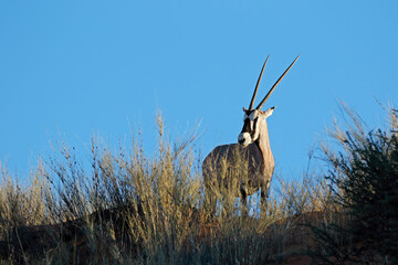 A gemsbok antelope (Oryx gazella) in natural habitat, Kalahari desert, South Africa.